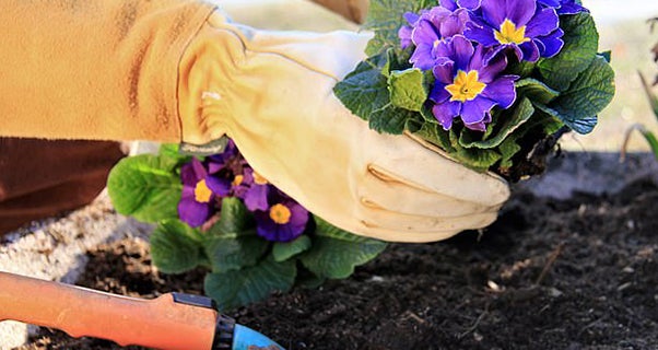 The guide to being a healthy gardener